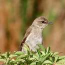 Image of Dusky Robin