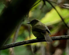 Image of Cachar Bulbul