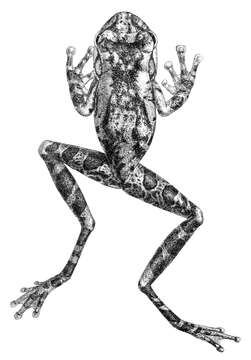 Image of Slender-legged Treefrog