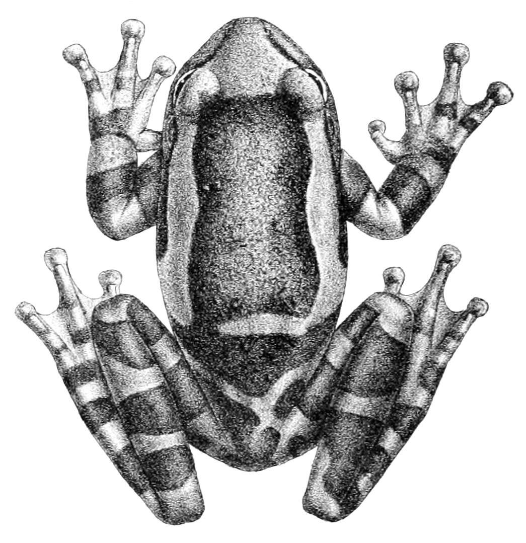صورة Trachycephalus coriaceus (Peters 1867)