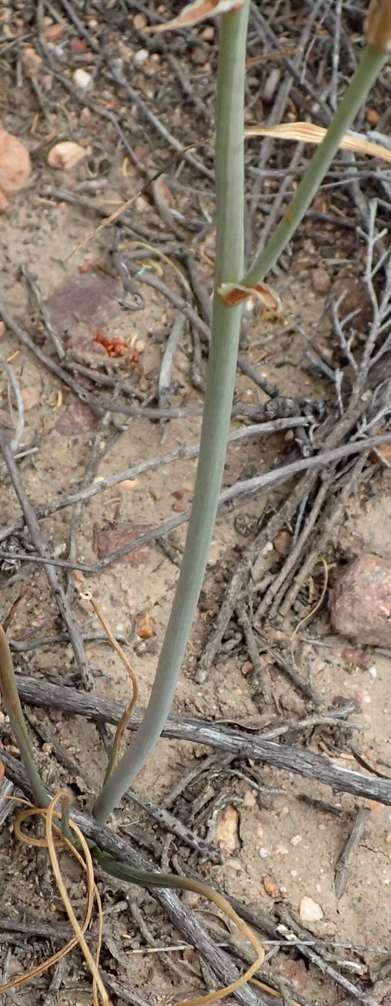 Image de Albuca longipes Baker