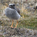 Image of Diademed Plover