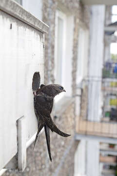 Image of swift, common swift