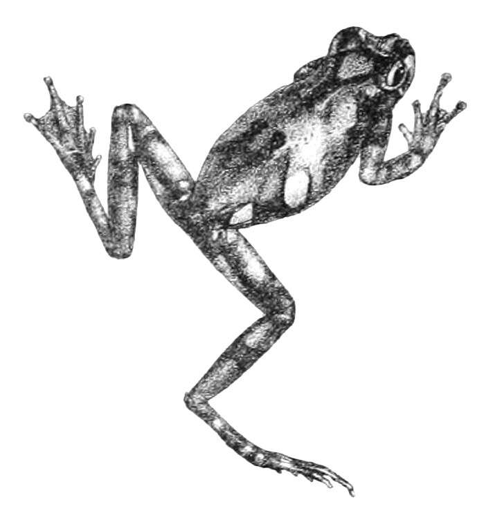 Image of Dendropsophus parviceps (Boulenger 1882)