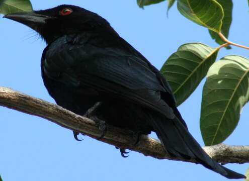 Image de Drongo pailleté