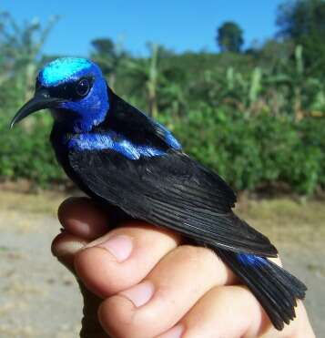 صورة Cyanerpes Oberholser 1899