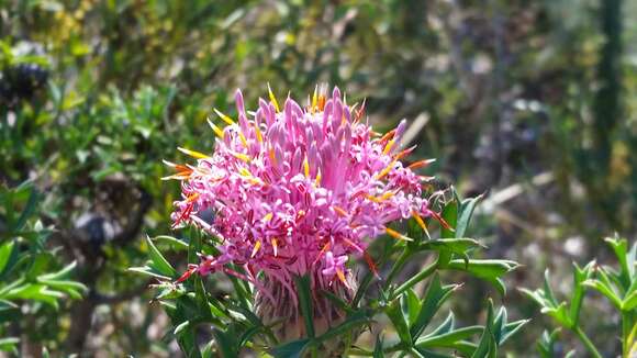 Image of rose-coneflower