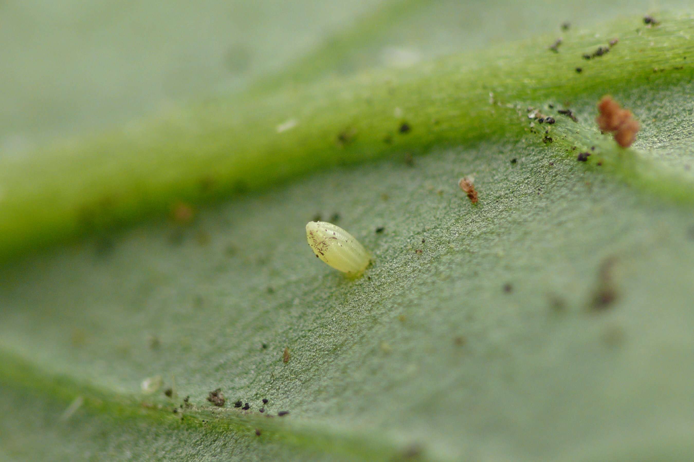 Image of small white