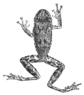 Sivun Scinax funereus (Cope 1874) kuva