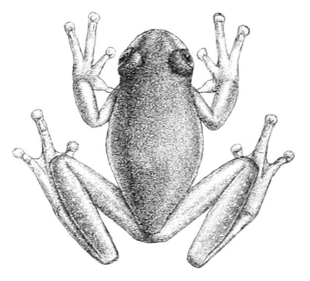 Image of Buckley's giant glass frog