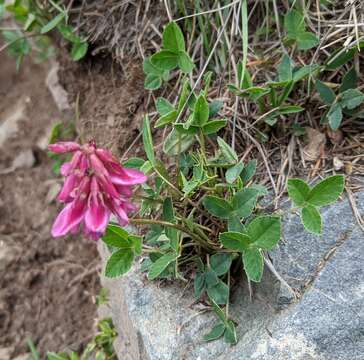 Image of <i>Trifolium brandegeei</i>