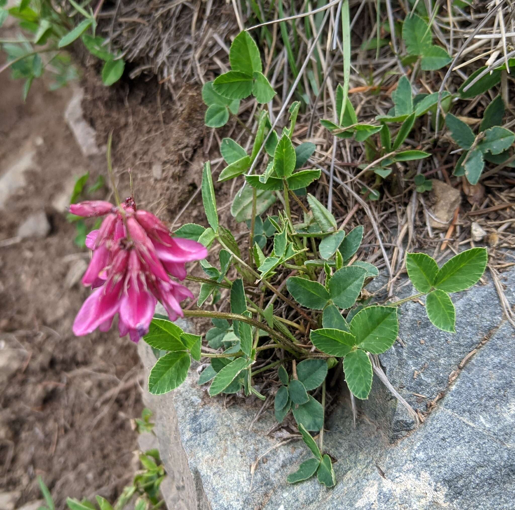 Image de <i>Trifolium brandegeei</i>