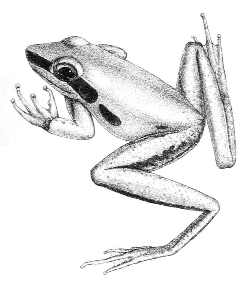 Image of Black-striped Treefrog