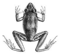 Image of Tornier’s Frog