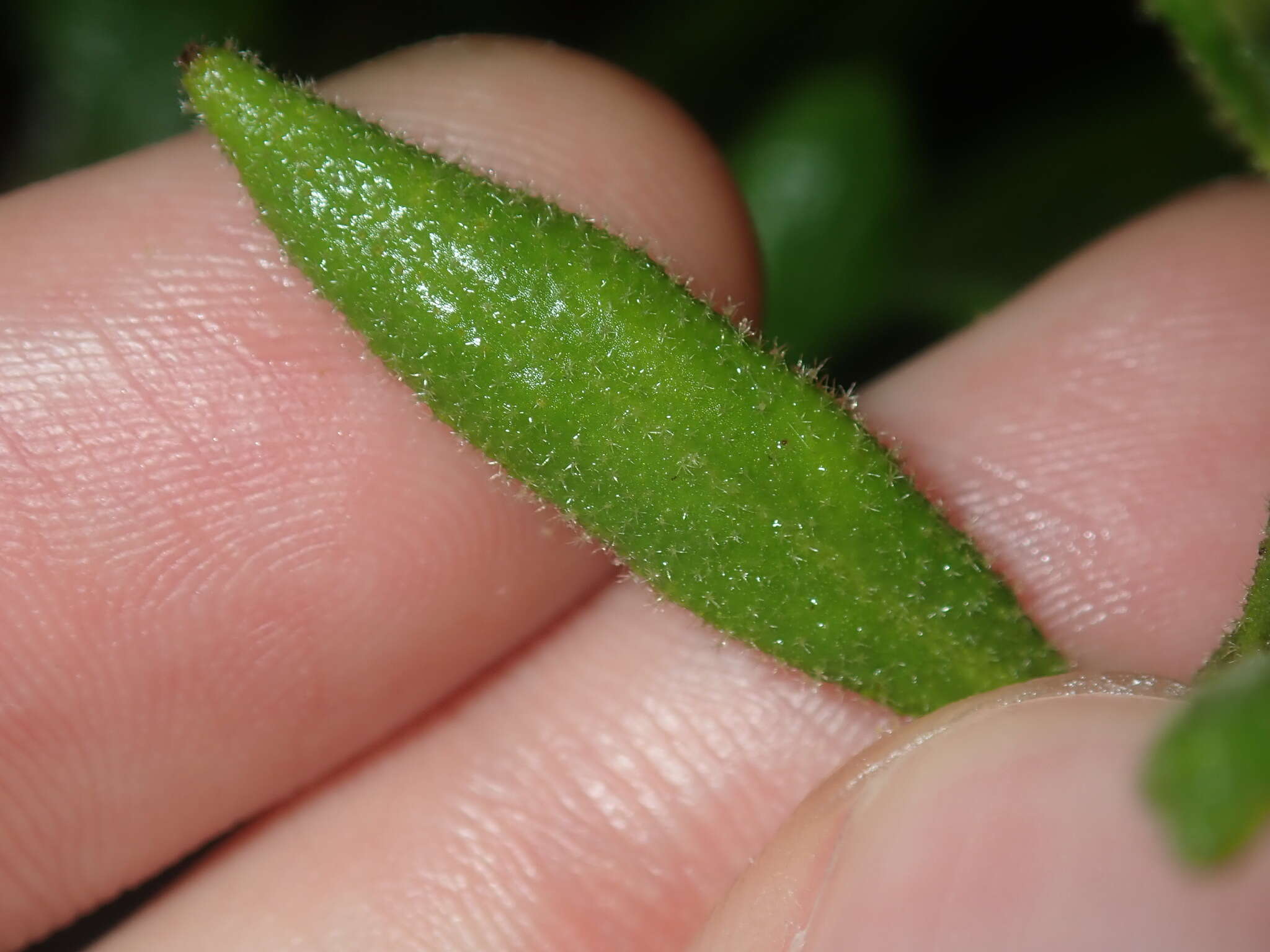 Image of Coopernookia chisholmii (Blakely) Carolin