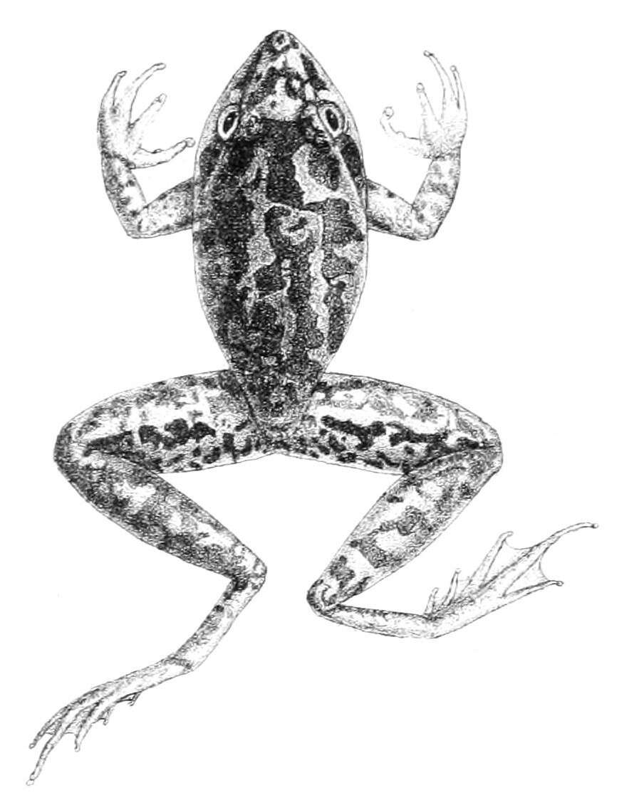 Litoria latopalmata Günther 1867的圖片