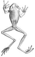 Image de Gastrotheca longipes (Boulenger 1882)