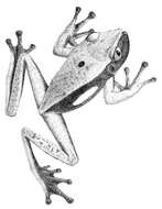 Image of Nyctimantis Boulenger 1882