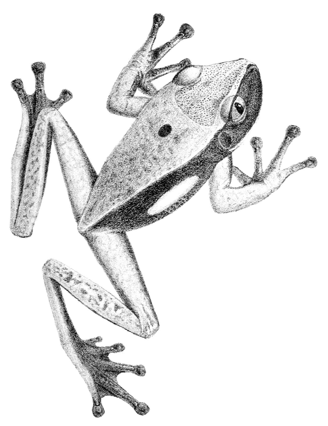 Image de Nyctimantis Boulenger 1882