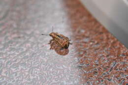 Image of Nut Leaf Weevil