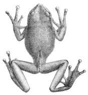 Image of Silver marsupial frog