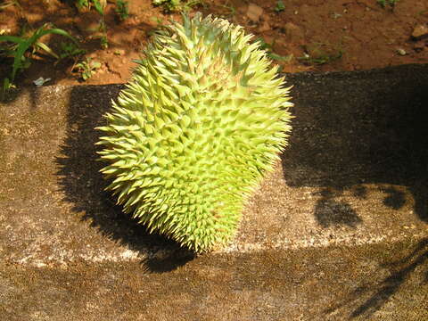 Image of durian