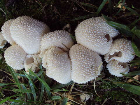 Imagem de Lycoperdon curtisii Berk. 1873