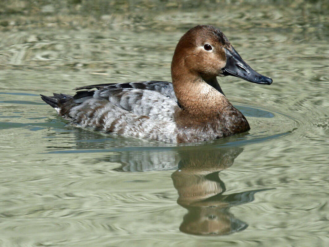 Image of Canvasback