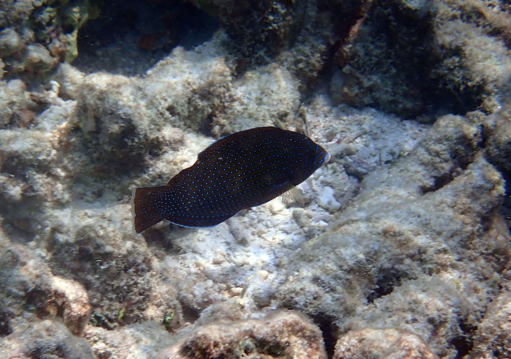 Image of Blue Spotted Wrasse