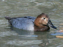 Image of Canvasback