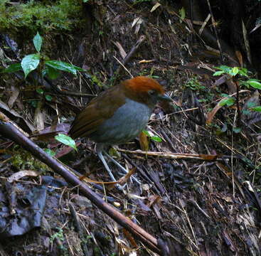 Image of Chestnut-naped Antpitta