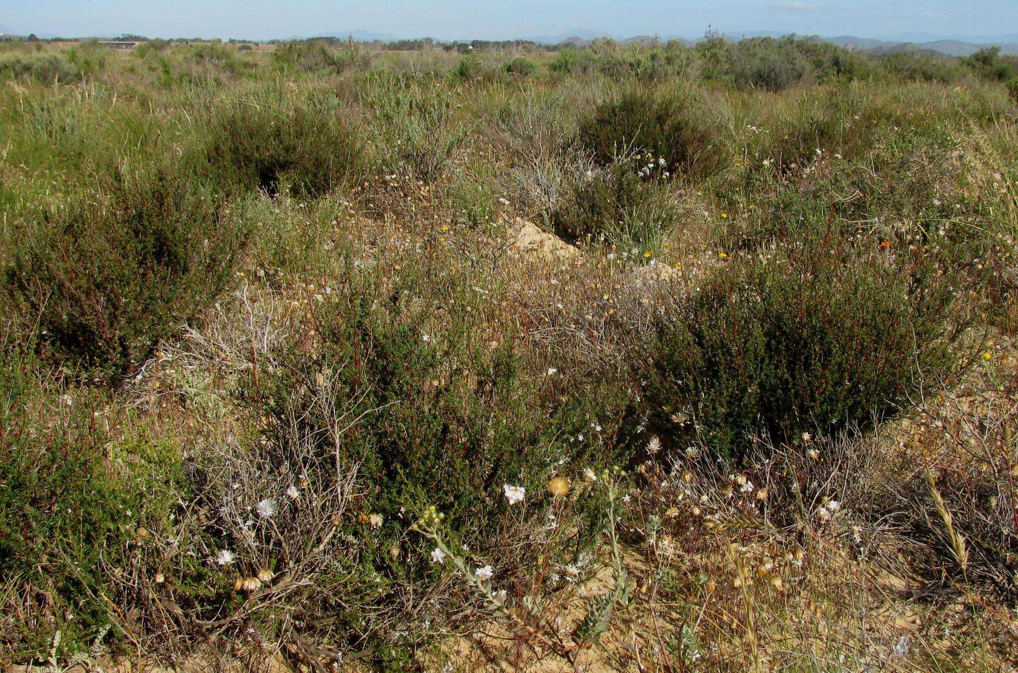 Image of Cliffortia teretifolia L. fil.