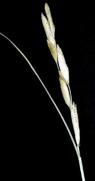 Image of Alkali Cord Grass