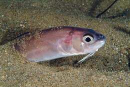 Image of Snake blenny