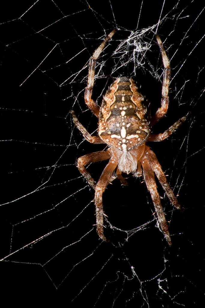 Image of Garden spider