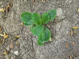 Image of Primula acaulis subsp. rubra (Sm.) Greuter & Burdet