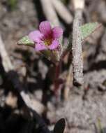 Plancia ëd Mimulus