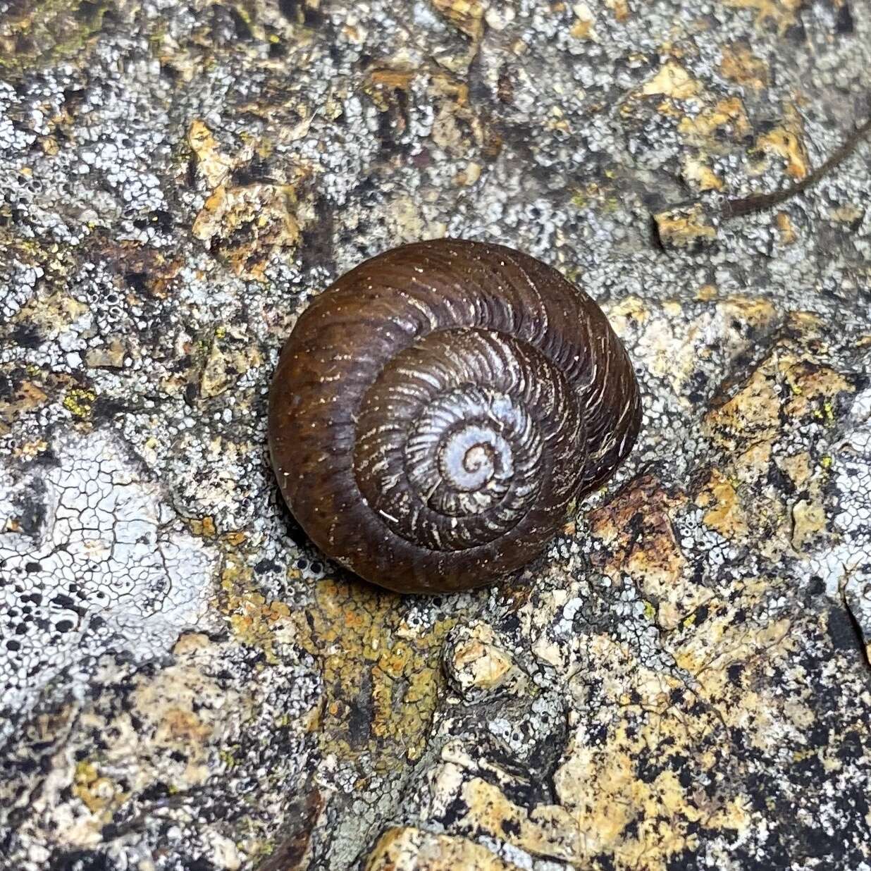 Image of Galadistes pustulosa Stanisic 2010