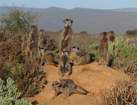 Image of Meerkat