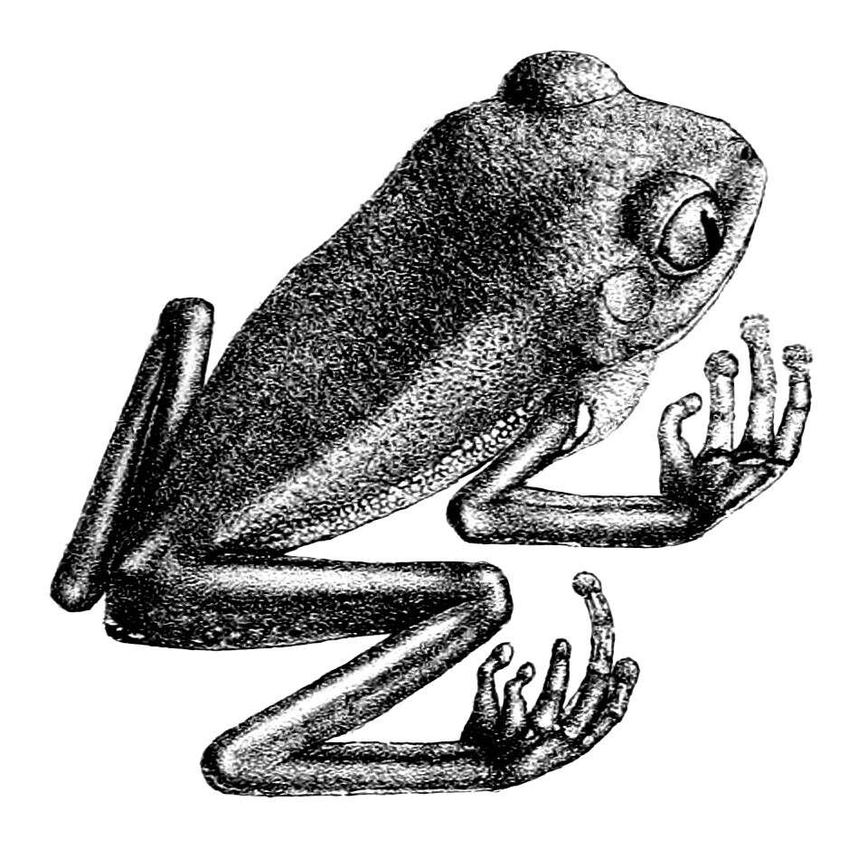 Image of Phylloméduse De Vaillant