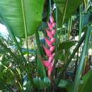 Image de Heliconia bourgaeana Petersen