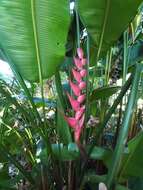 Image de Heliconia bourgaeana Petersen