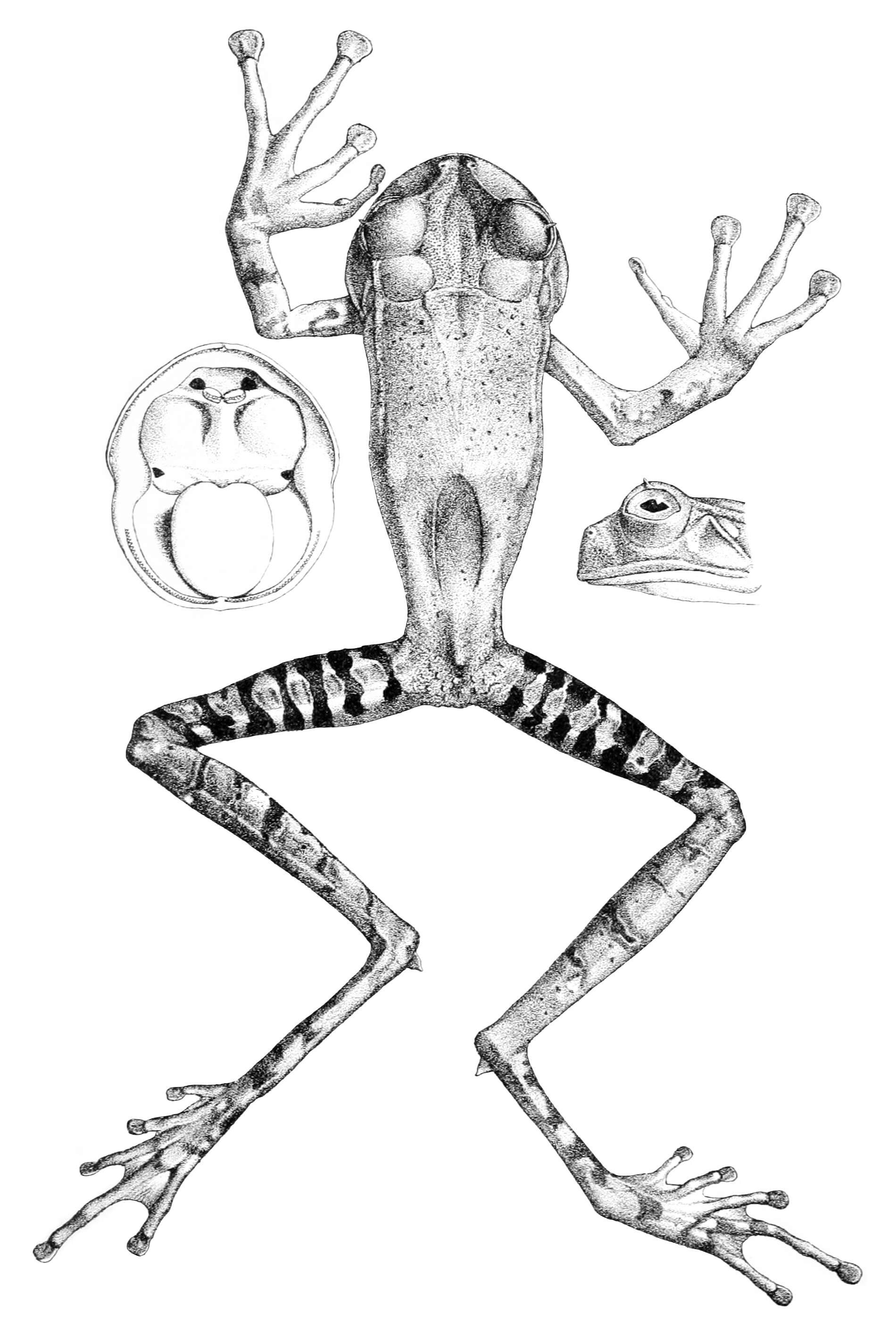 Image de Gastrotheca guentheri (Boulenger 1882)