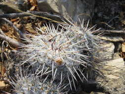 Image de Mammillaria parkinsonii Ehrenb.