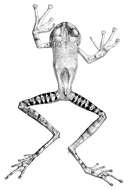 Image of Marsupial frog