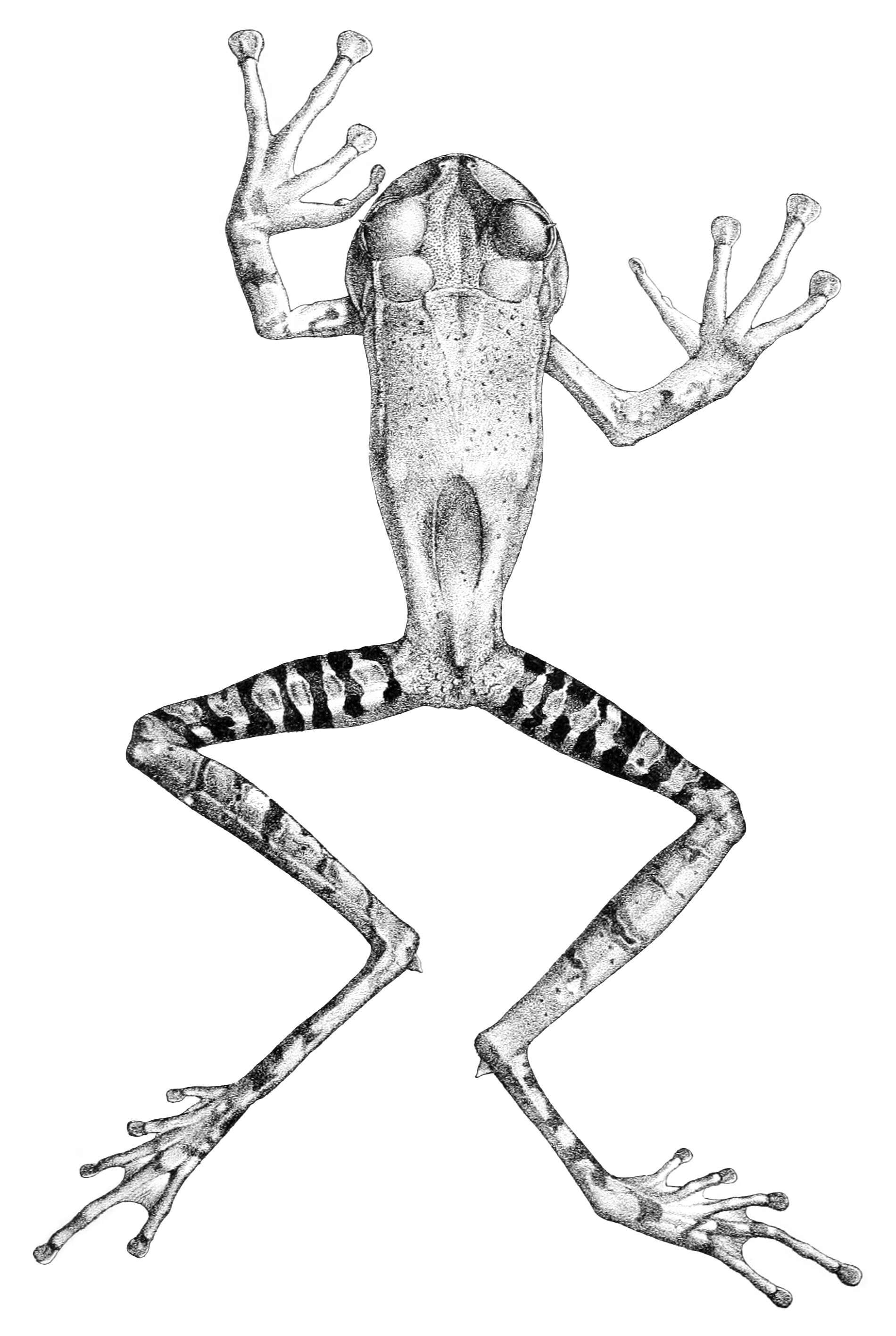 Image of Marsupial frog