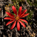 Image de Mutisia subulata rosmarinifolia (P. & E.) Cabrera