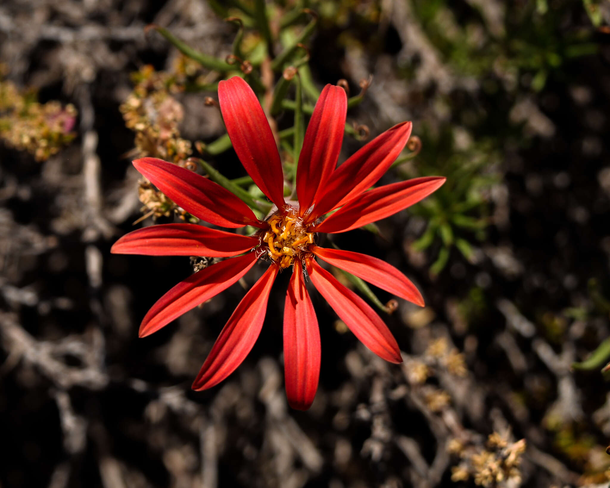 Image of Mutisia subulata rosmarinifolia (P. & E.) Cabrera