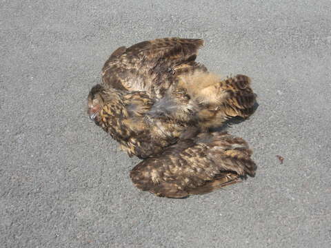 Image of Eurasian Eagle Owl