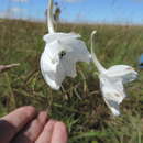 Delphinium leroyi Franch. ex Huth的圖片